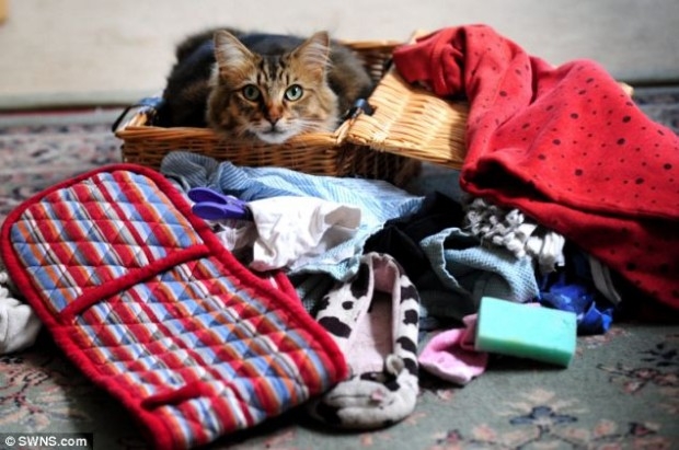Английский кот ворует нижнее женское белье