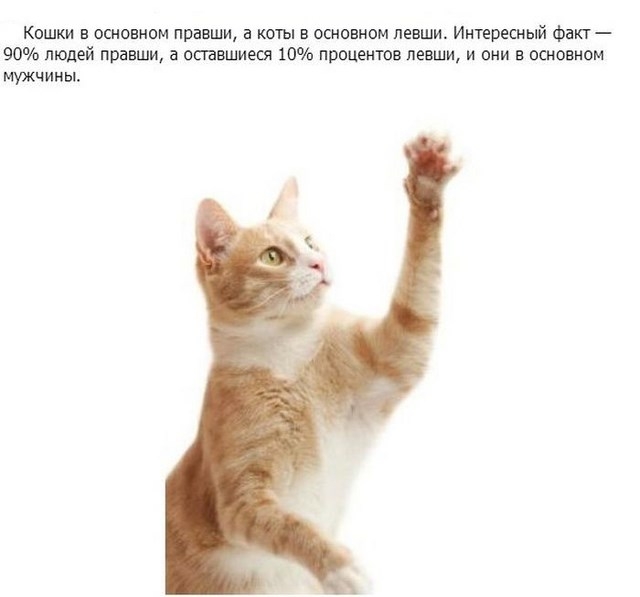 Интересные факты о кошках