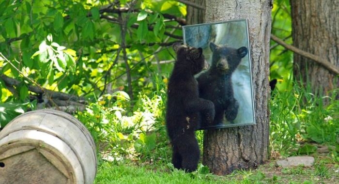 Потрясающая фотосессия с любопытными медведями