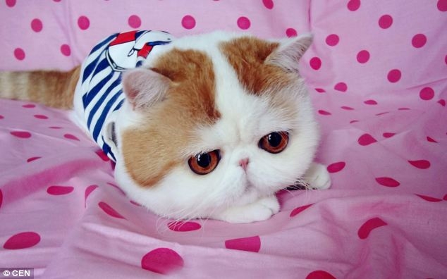 Cамый милый кот - Снупи!