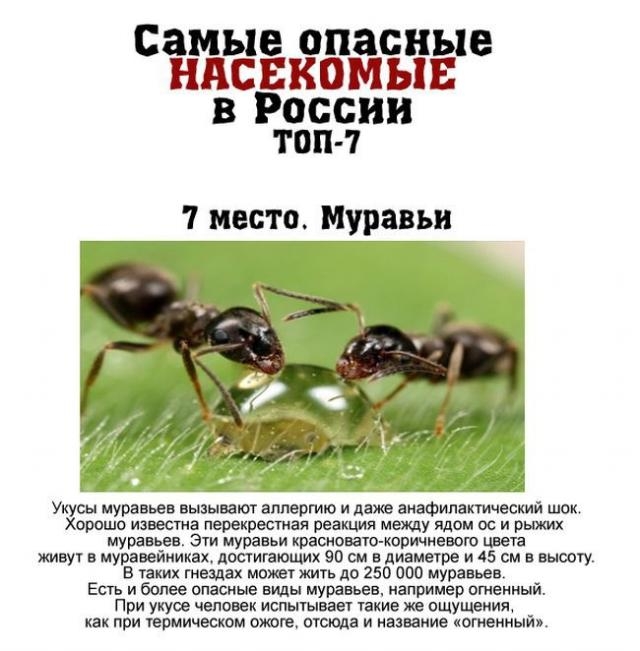 Самые опасные насекомые