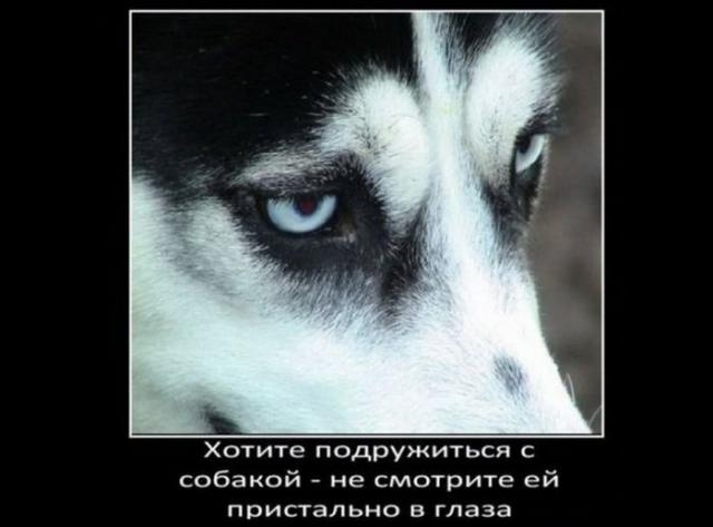 Классная подборка фактов о собаках