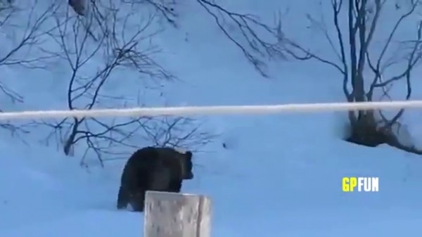 Русские медведи нападают на людей