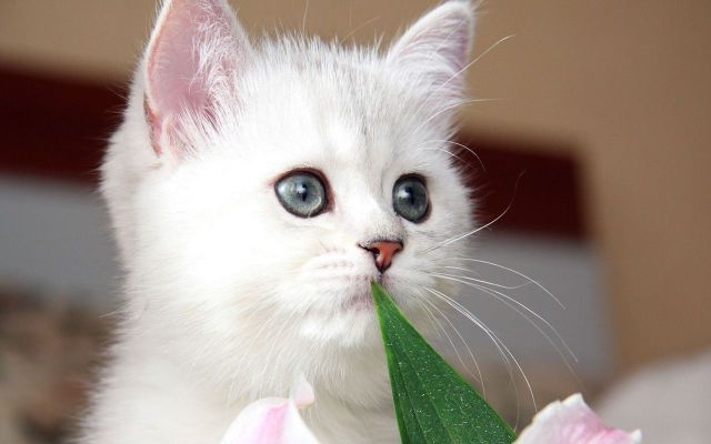 Милые и забавные животные