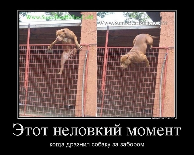 Сборник прикольных демотивационных картинок