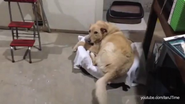 Наглые коты воруют у собак их место