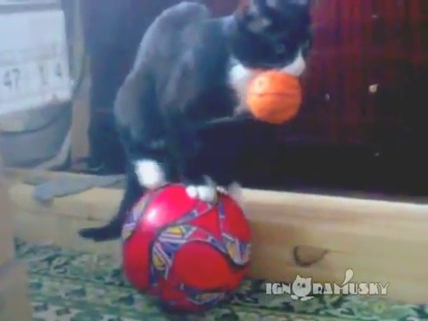 Котэ мечтает работать в цирке