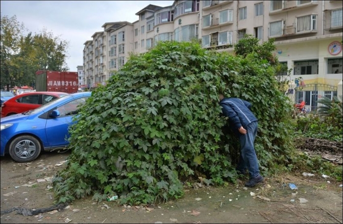 Отличная маскировка