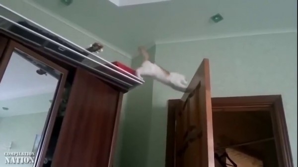 Неудачи в жизни животных