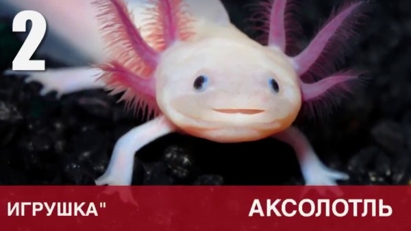 Животные, о которых вы не знали