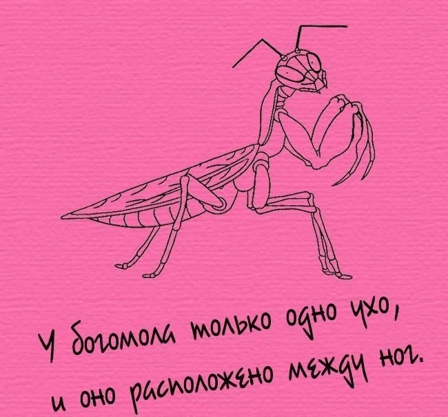 Интересные и познавательные факты обо всем на свете