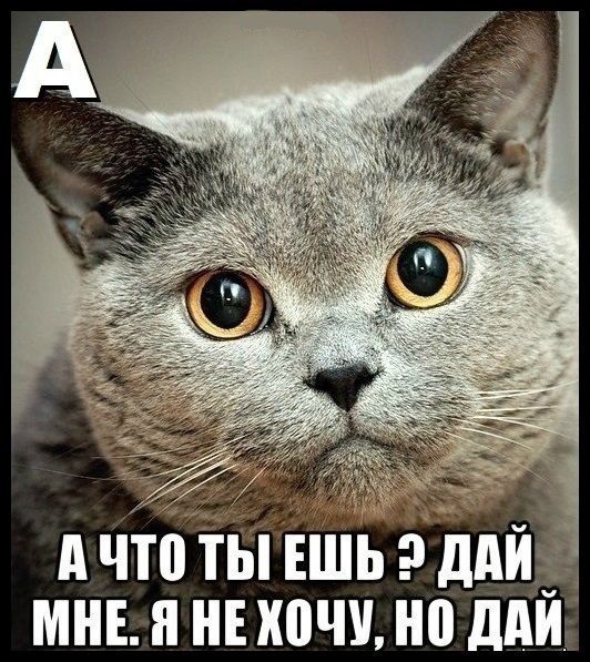 "Кошачий алфавит" с прикольным объяснением