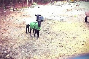 Козы издают человеческие голоса