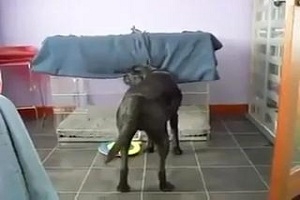 Пес укутался одеялом и лег спать