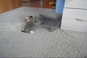 Забавный котенок
