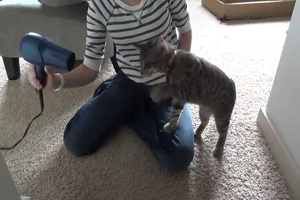 Котэ vs фен