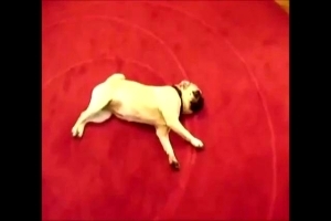 Забавные животные которые умеют "умирать"