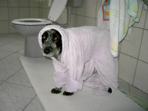 Прикольные животные