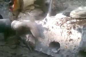 Любопытному коту очень повезло