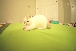 Котенок, который лает