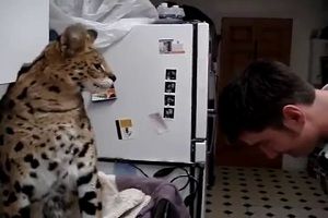 Хотели бы вы такую кошку дома держать?