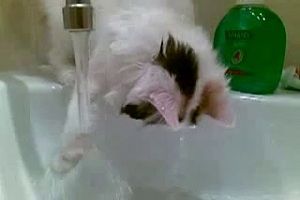 Котэ изучает воду
