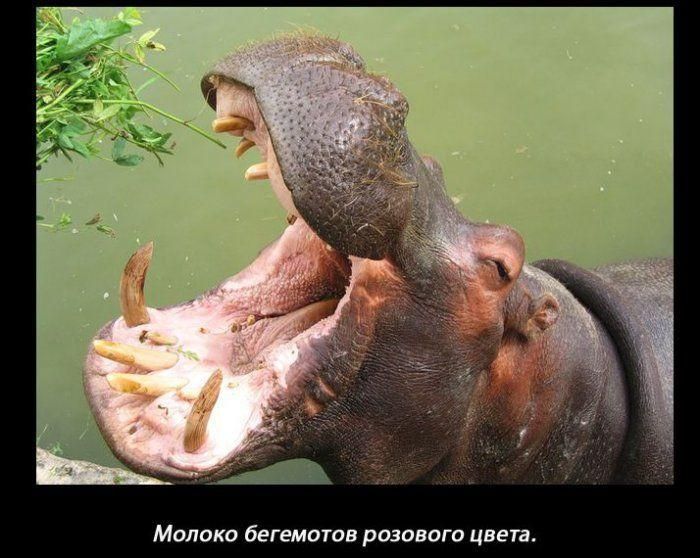 Забавные факты