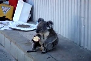 Коалы тоже грустят