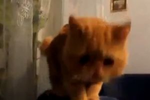Котэ - курильщик
