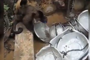 Обезьяна любит мыть посуду