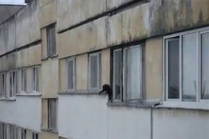 У кота осталось 8 жизней