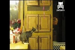 Кот очень хочет завладеть шариками