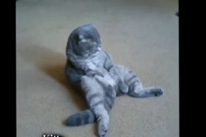 Котэ спит сидя