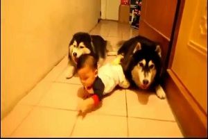 Ох уж эти забавные животные