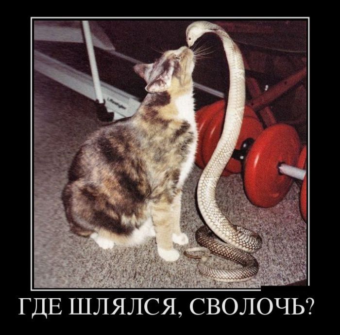 Свежо испеченные демотиваторы