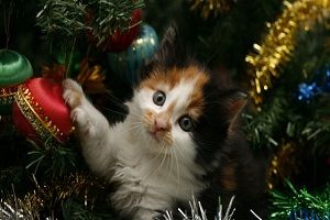 Рождественский кот