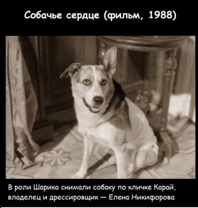 Интересная информация о фильме "Собачье сердце"