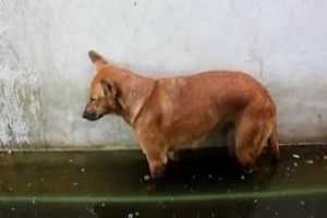 У собаки была тяжелая ночь