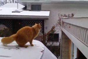Неудачный прыжок получился у кота