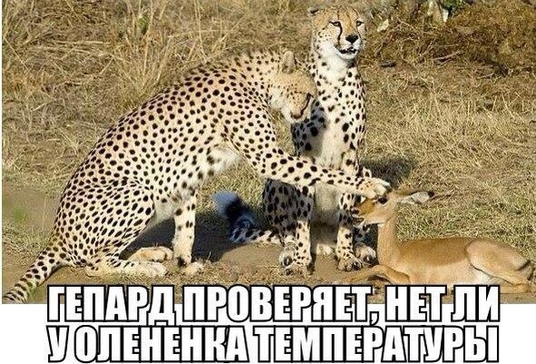 Фото приколы
