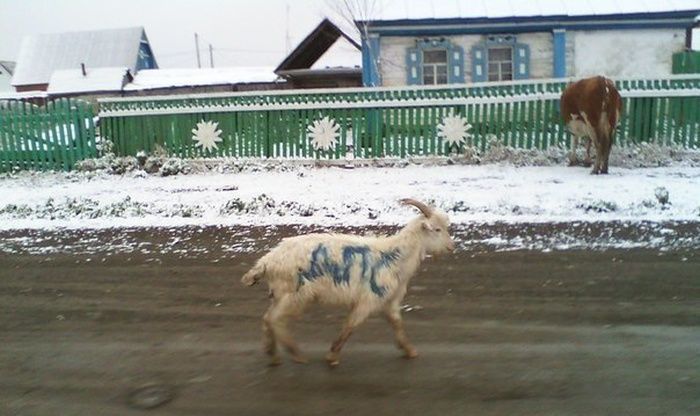 Новые автомобильные приколы