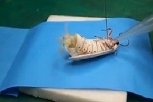 Слышали как кричит моль?