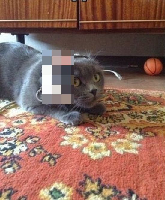 Адская игрушка для кота