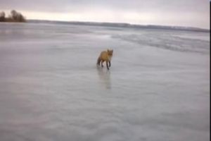 Милая лисичка в поисках добычи