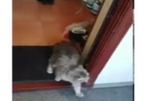 Кот спас своего друга