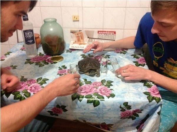 У черепашки день рождения