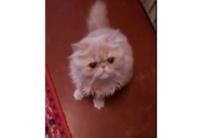 Кот, который чехает