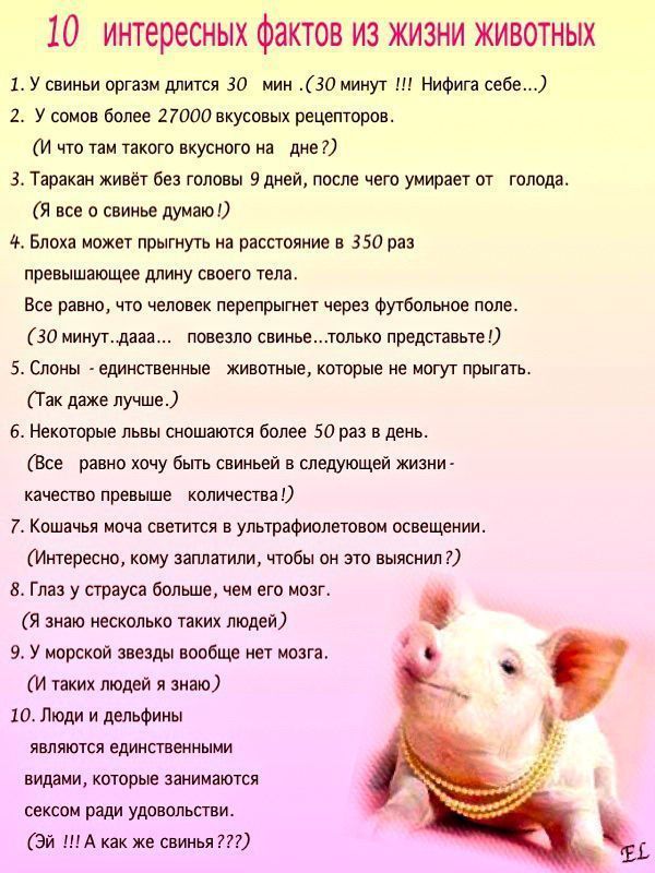 Странные факты о животных