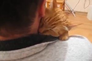 Возможно, это самый нежный кот