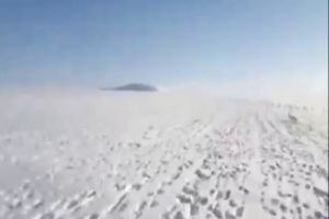 Большая стая зайцев